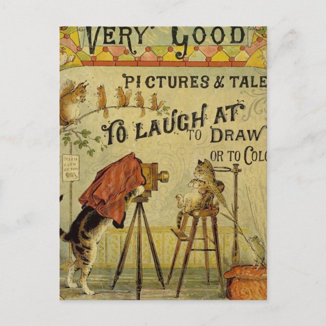 Katze Fotograf für Katzen Postkarte (Vorderseite)