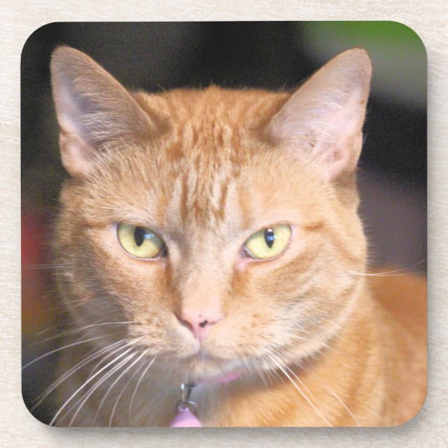 Katze Getränkeuntersetzer (Vorderseite)