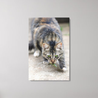 Katze hat eine Eidechse gefangen Leinwanddruck