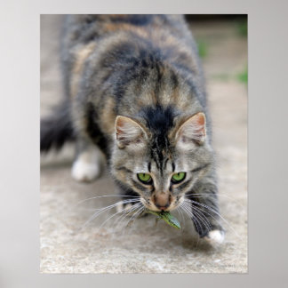 Katze hat eine Eidechse gefangen Poster