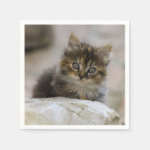Katze, Hauskatze, Tier Serviette