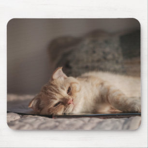 Katze, Haustier, Kätzchen Mousepad