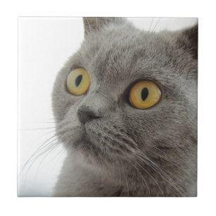 Katze Haustier Tier Mürrisch Stirnrunzeln Frieden Fliese