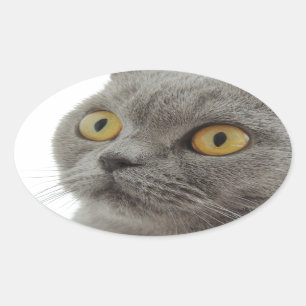 Katze Haustier Tier Mürrisch Stirnrunzeln Frieden Ovaler Aufkleber
