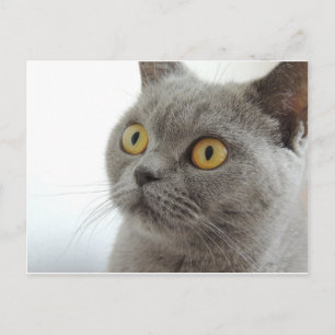 Katze Haustier Tier Mürrisch Stirnrunzeln Frieden Postkarte