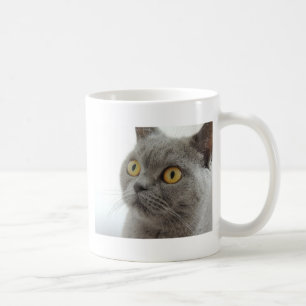 Katze Haustier Tier Mürrisch Stirnrunzeln Frieden Tasse