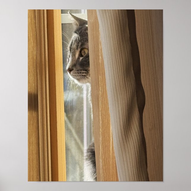 Katze hinter Vorhang Poster (Vorne)