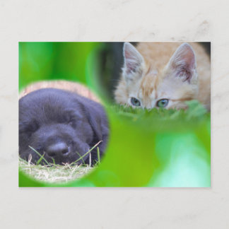 Katze & Hund Postkarte