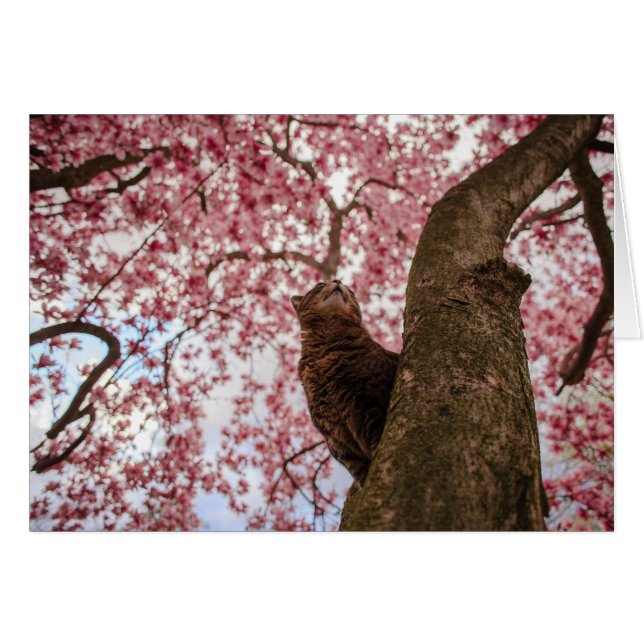 Katze im Baum (Vorderseite (Horizontal))