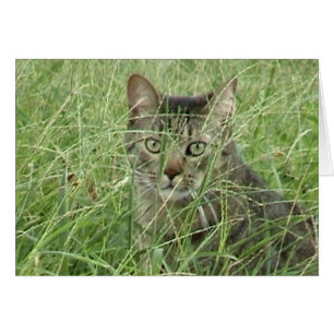 Katze im Gras III