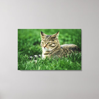 Katze im Gras liegen Leinwanddruck