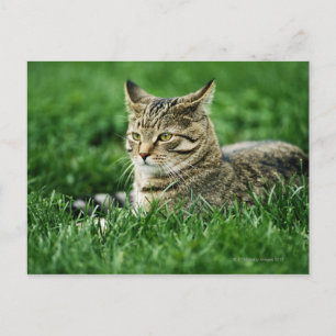 Katze im Gras liegen Postkarte