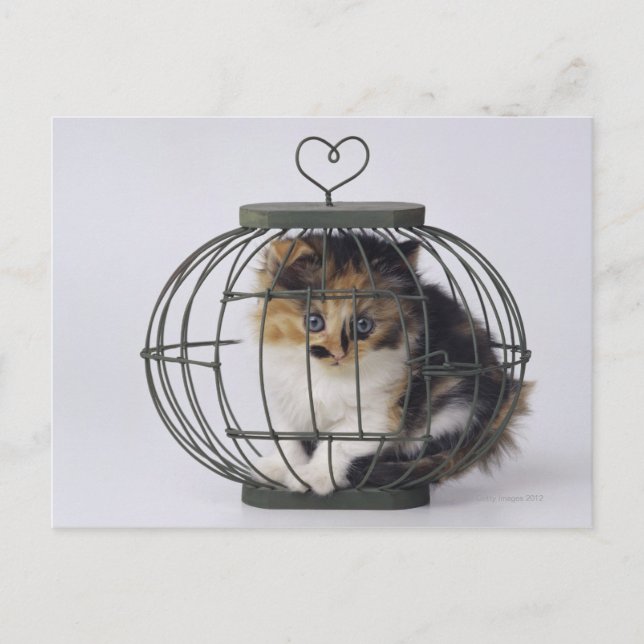 Katze im Käfig Postkarte (Vorderseite)