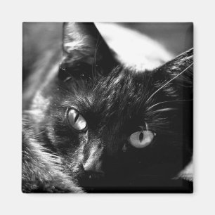 Katze im quadratischen Schwarzweiss-Magneten Magnet