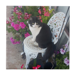 Katze im Smoking süß mit hübschen Blumen Schwarze Fliese