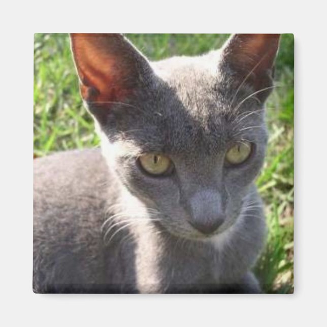 Katze im Sonnenlicht Magnet (Vorne)