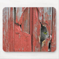 Katze im Stallholzloch