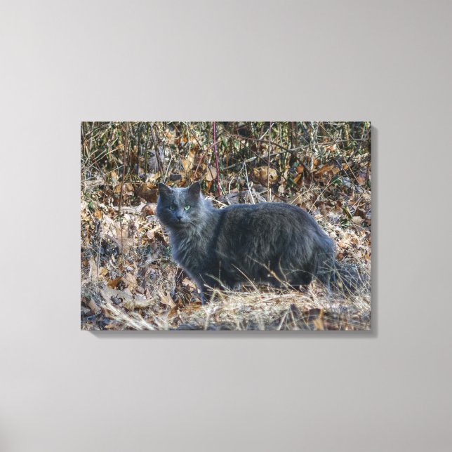 Katze im Wald Leinwanddruck (Vorderseite)