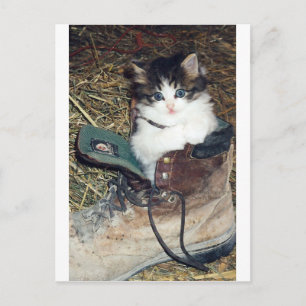 Katze in Boot Postkarte