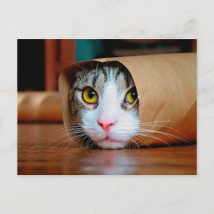 Katze in braunem Papier verpackt Postkarte