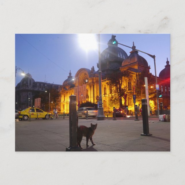 Katze in Bukarest, Rumänien Postkarte (Vorderseite)