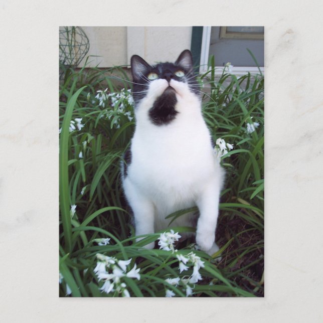 Katze in den Blume Postkarte (Vorderseite)