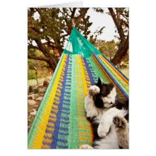 Katze in der mexikanischen Maya-Hängematte
