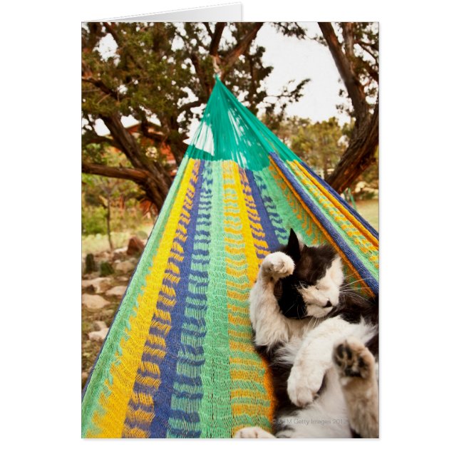 Katze in der mexikanischen Maya-Hängematte (Vorne)