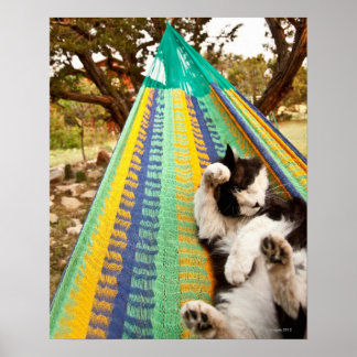 Katze in der mexikanischen Maya-Hängematte Poster