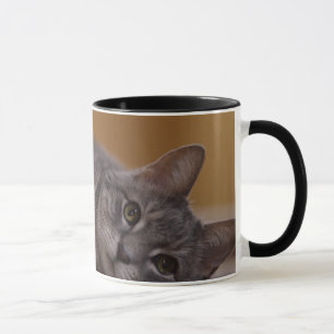 Katze in der niedlichen Pose, die auf dem Boden Tasse
