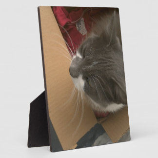 Katze in der Schachtel Fotoplatte