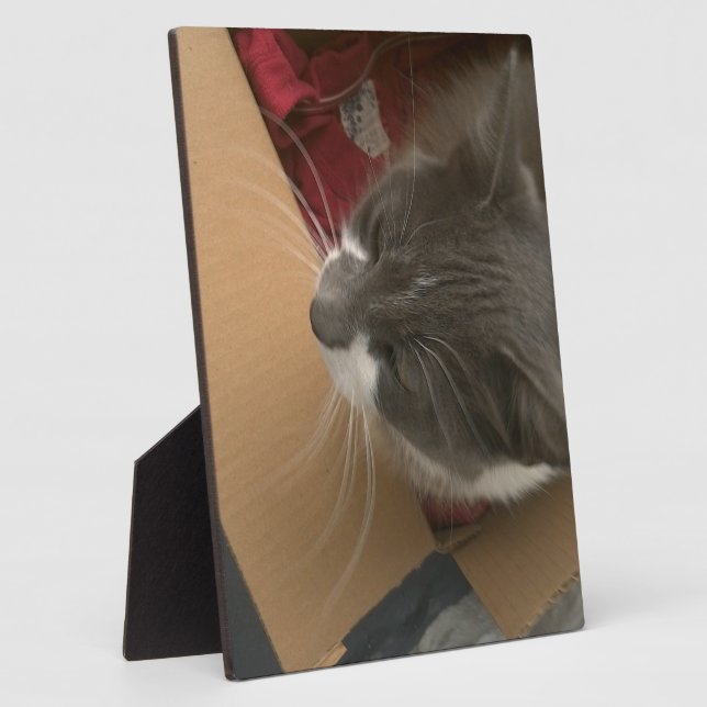 Katze in der Schachtel Fotoplatte (Seite)