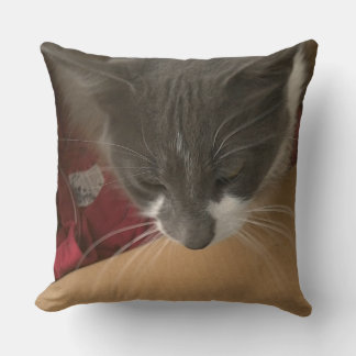 Katze in der Schachtel Kissen