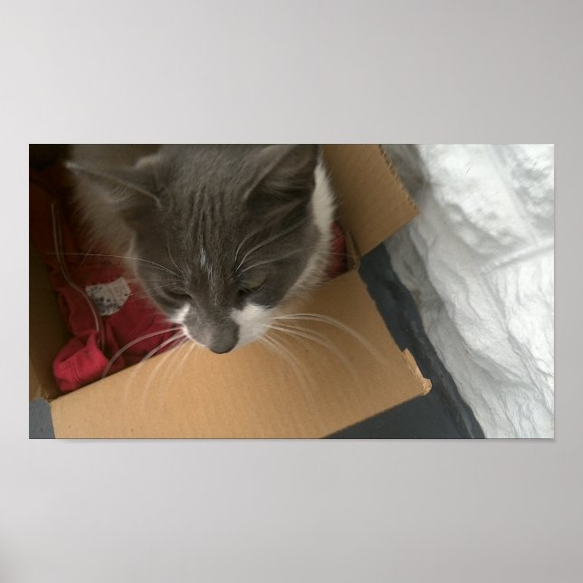 Katze in der Schachtel Poster (Vorne)