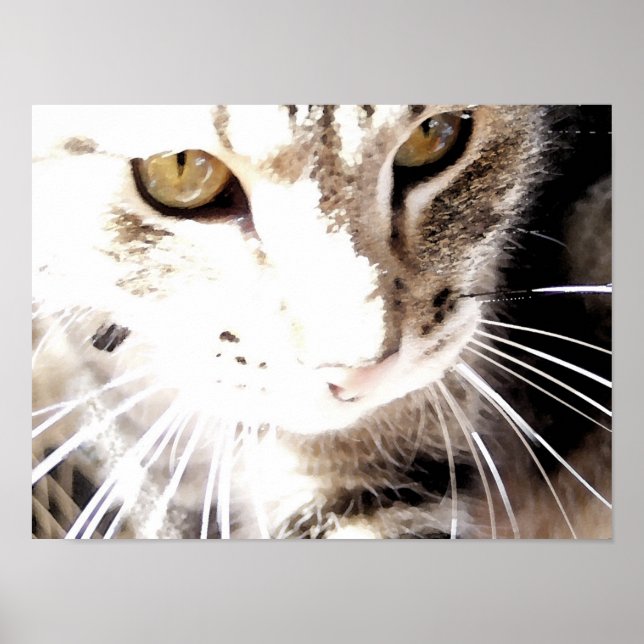Katze in der Sonne Poster (Vorne)