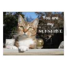 Katze in der Sonnenscheinkarte