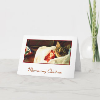 Katze in der Taschen-Weihnachtskarte Feiertagskarte