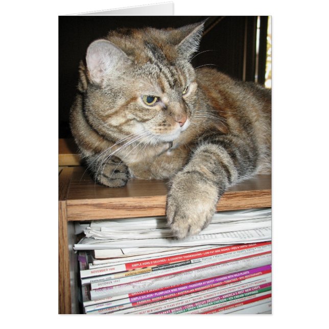Katze in der virtuellen Bibliothek (Vorne)