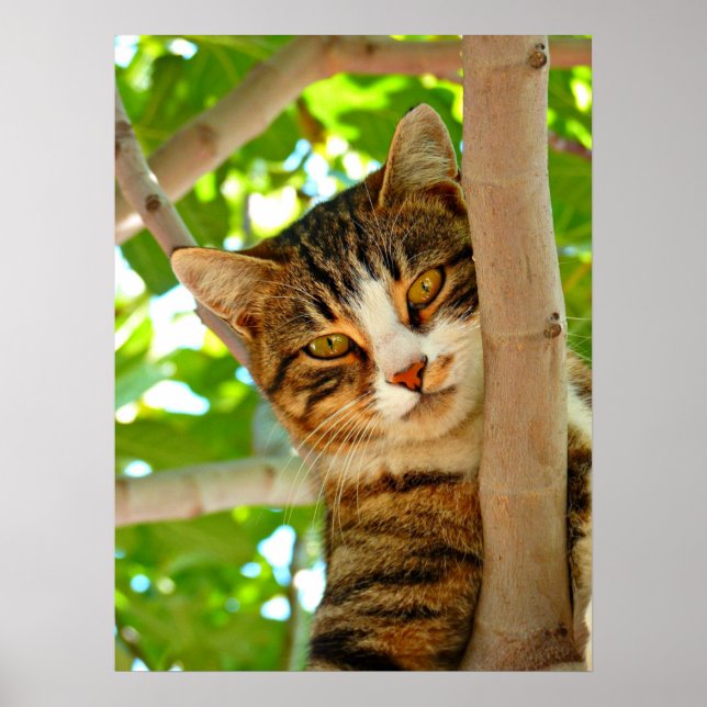 Katze in einem Baum Poster (Vorne)