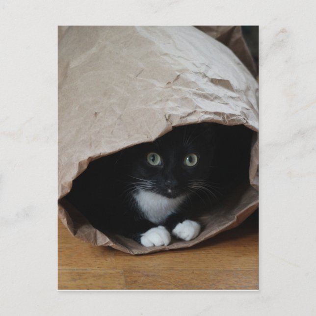 Katze in einem Beutel 2 Postkarte (Vorderseite)