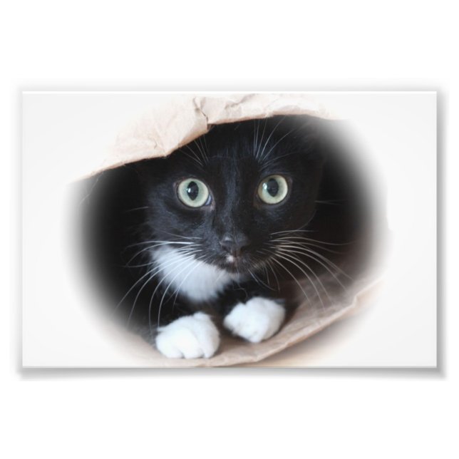 Katze in einem Beutel Fotodruck (Vorne)