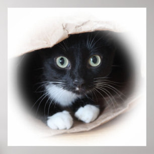 Katze in einem Beutel Poster