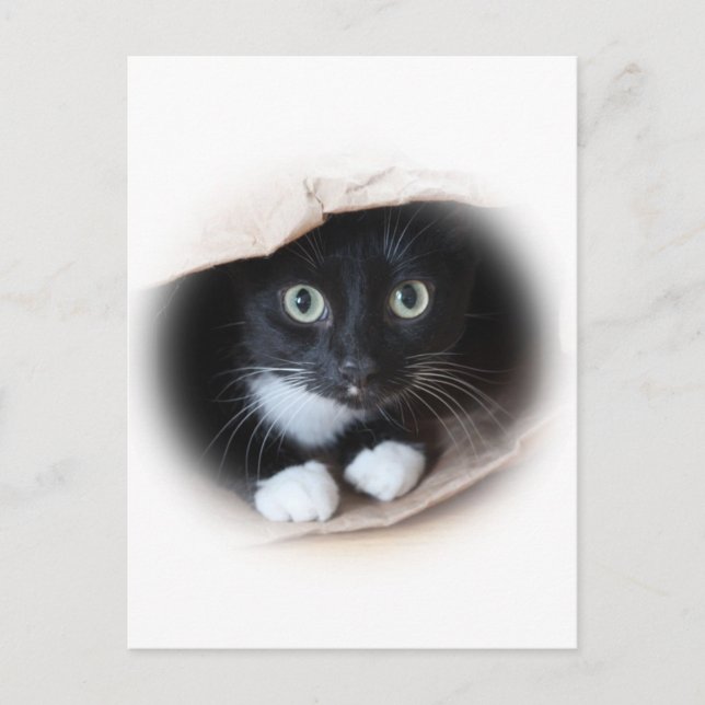 Katze in einem Beutel Postkarte (Vorderseite)