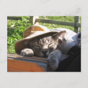 Katze in einem Hut Postkarte