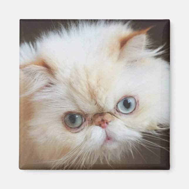 Katze in einem Kasten Magnet (Vorne)