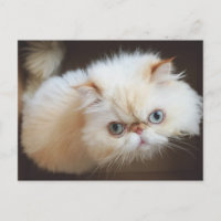 Katze in einem Kasten