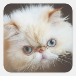 Katze in einem Kasten Quadratischer Aufkleber