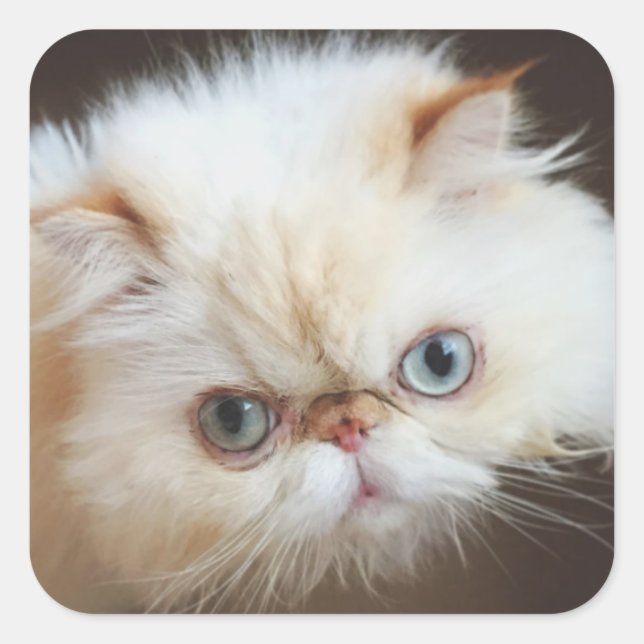 Katze in einem Kasten Quadratischer Aufkleber (Vorderseite)