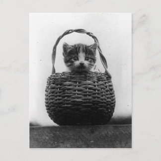 Katze in einem Korb Vintage-Foto Postkarte