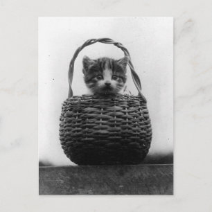 Katze in einem Vintagen Foto Postkarte